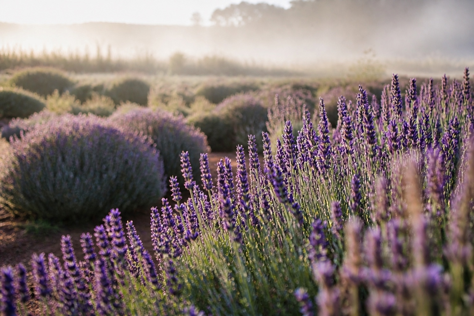 Lavender growing in soft morning light